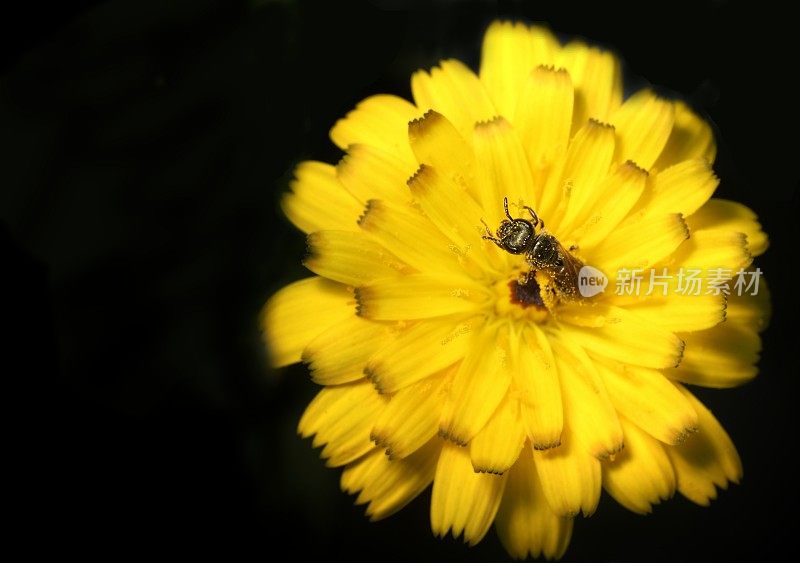 山楂(Crepis sp.)花中的蜂